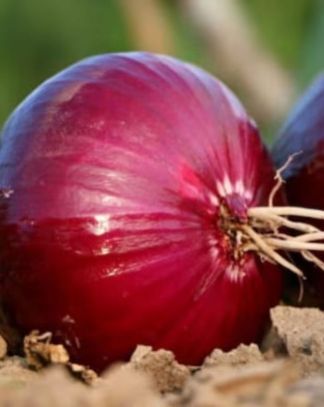 Why Carrying Onion May Protect You From Heatwave-1-2-3-4-5