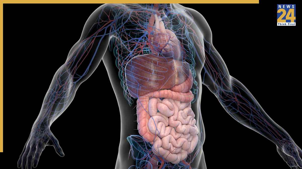 Which Cleanest Part In Our Body
