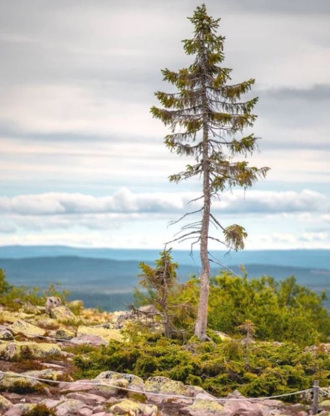 World Oldest tree-1-2-3-4