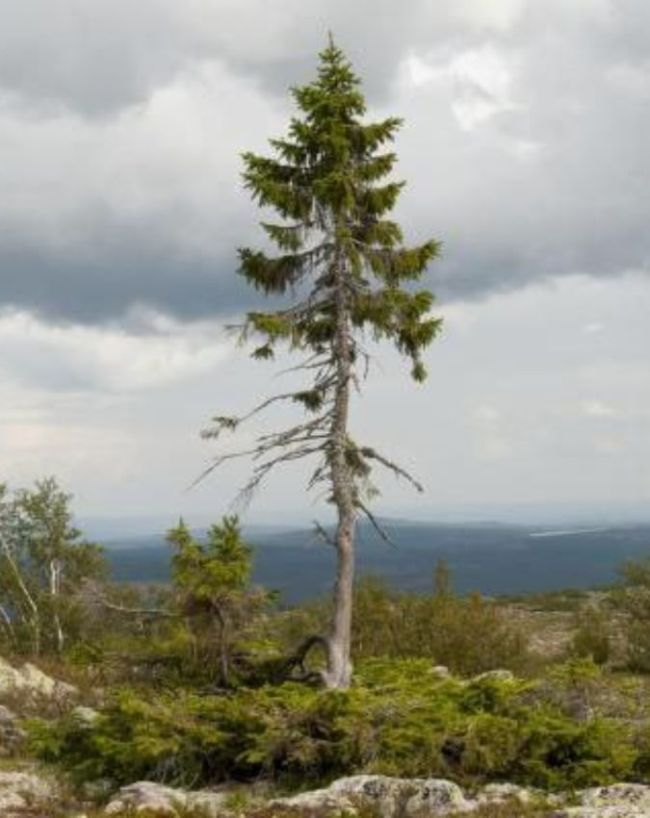 World Oldest tree-1-2-3-4-5