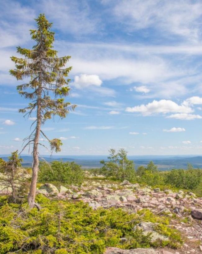 World Oldest tree-1-2