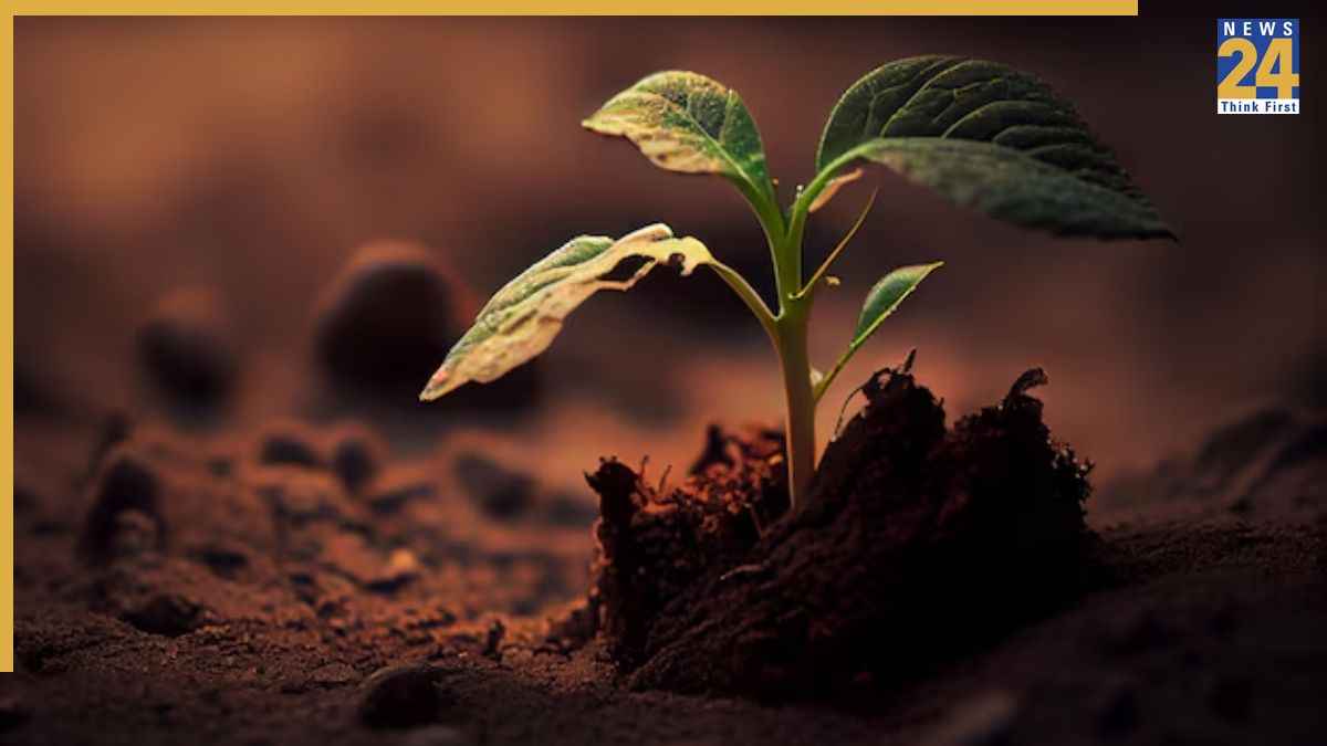 Plant For Disprin