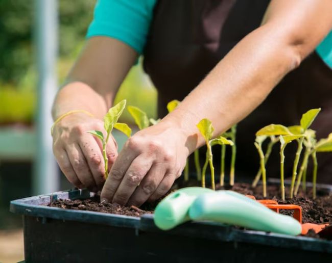 Plant For Disprin-1-2