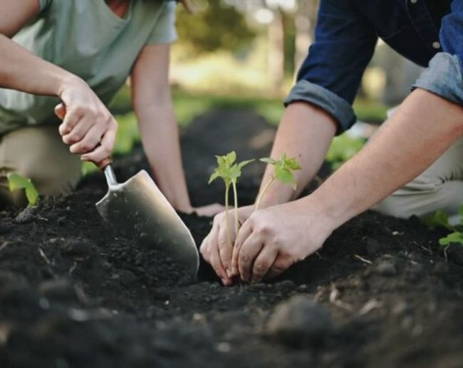 Plant For Disprin-1-2-3