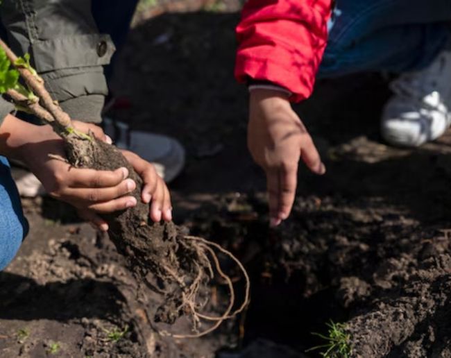 Plant For Disprin-1-2-3-4