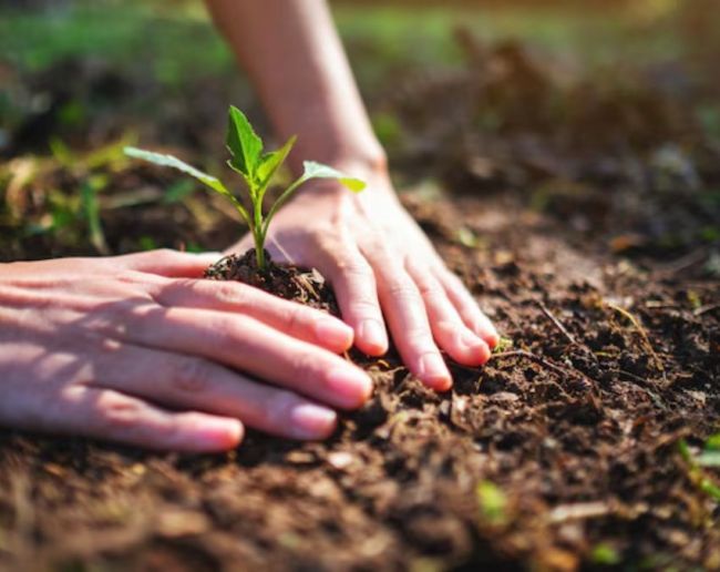 Plant For Disprin-1-2-3-4-5