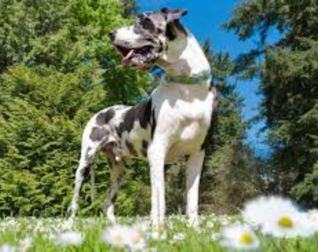 Duniya Ka Sabse Bada Kutte Ka Naam-1-2