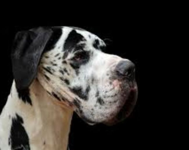 Duniya Ka Sabse Bada Kutte Ka Naam-1-2-3