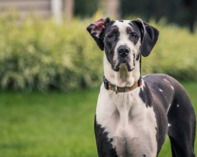 Duniya Ka Sabse Bada Kutte Ka Naam-1-2-3-4-5