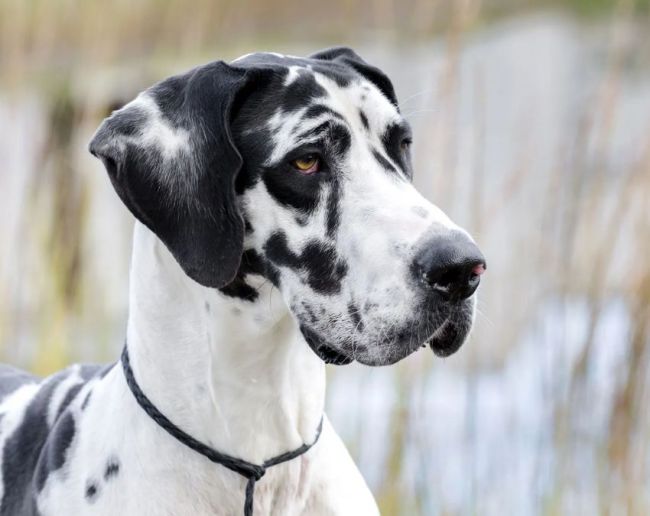 Duniya Ka Sabse Bada Kutte Ka Naam-1-2-3-4-5-6