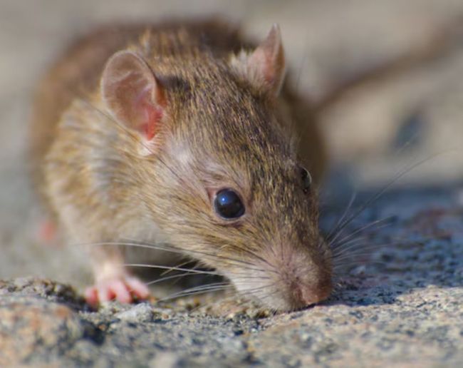 Chuhe Se Kaise Chutkara-1-2-3-4