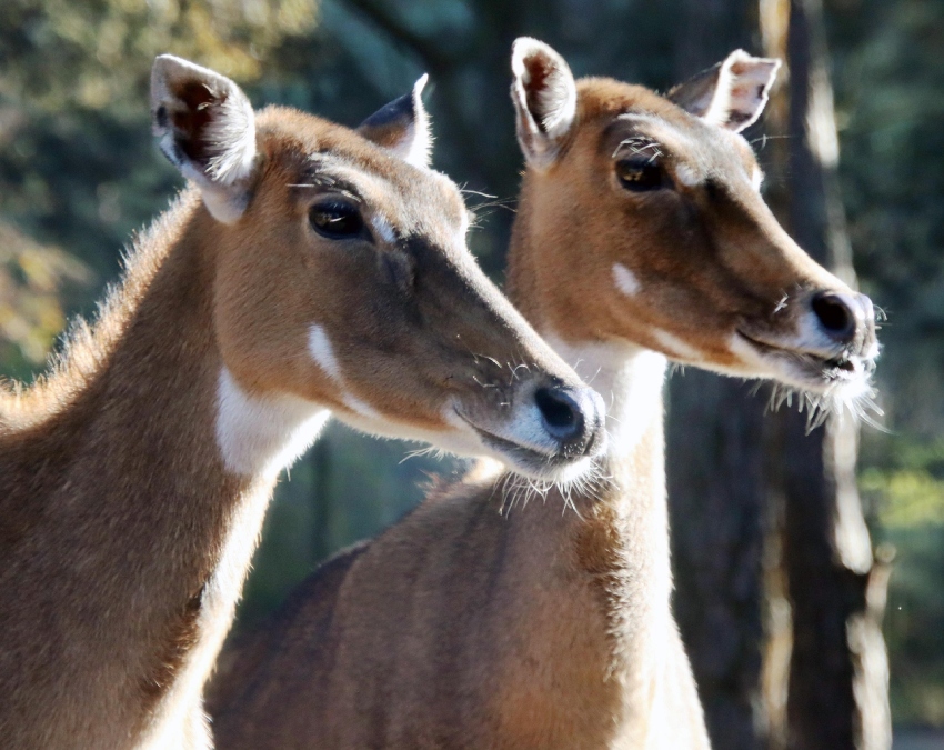 Nilgai Animal Facts-1-2