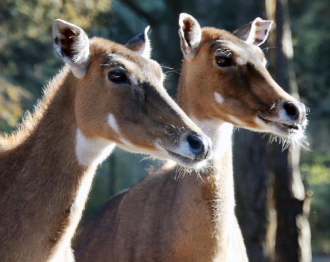 Nilgai Animal Facts-1-2