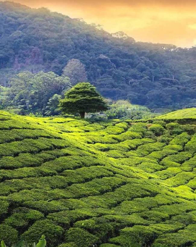 Why Darjeeling Is Called the Queen of the Hills (6) -1-2-3-4