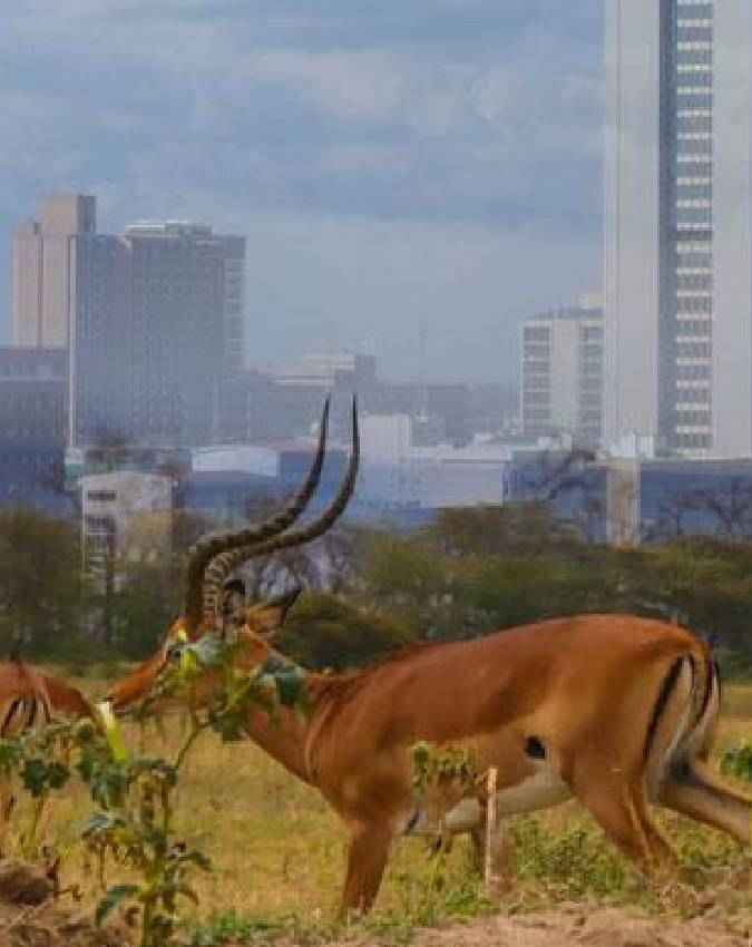क्या इमारतों के पीछे दिखते हैं जिराफ?