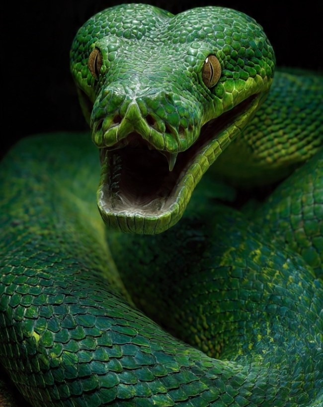 Anaconda Habitat Amazon Jungle-1-2