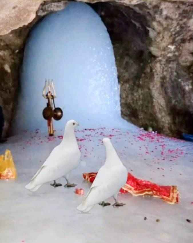 अमर कबूतरों की रहस्यमयी कथा