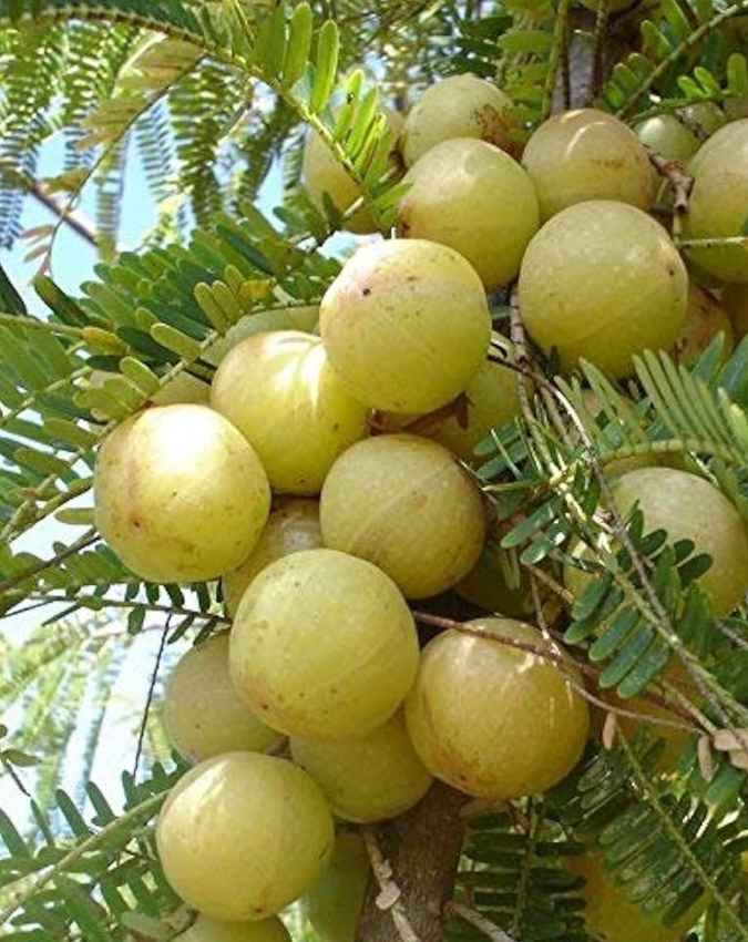 कच्चा आंवला नहीं, बल्कि प्रोसेस्ड उत्पाद
