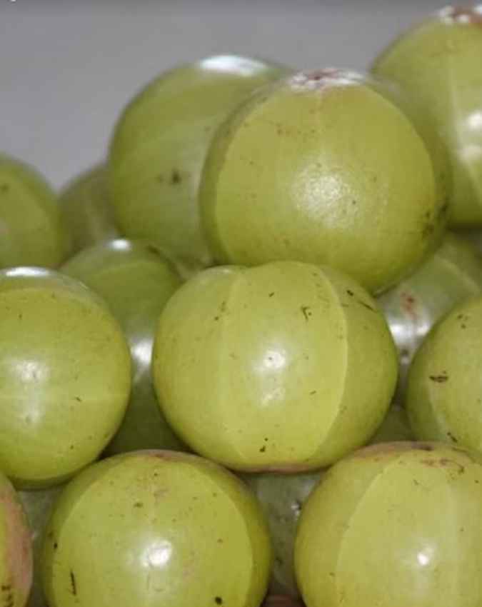 पहले फसल से ही बड़ी कमाई