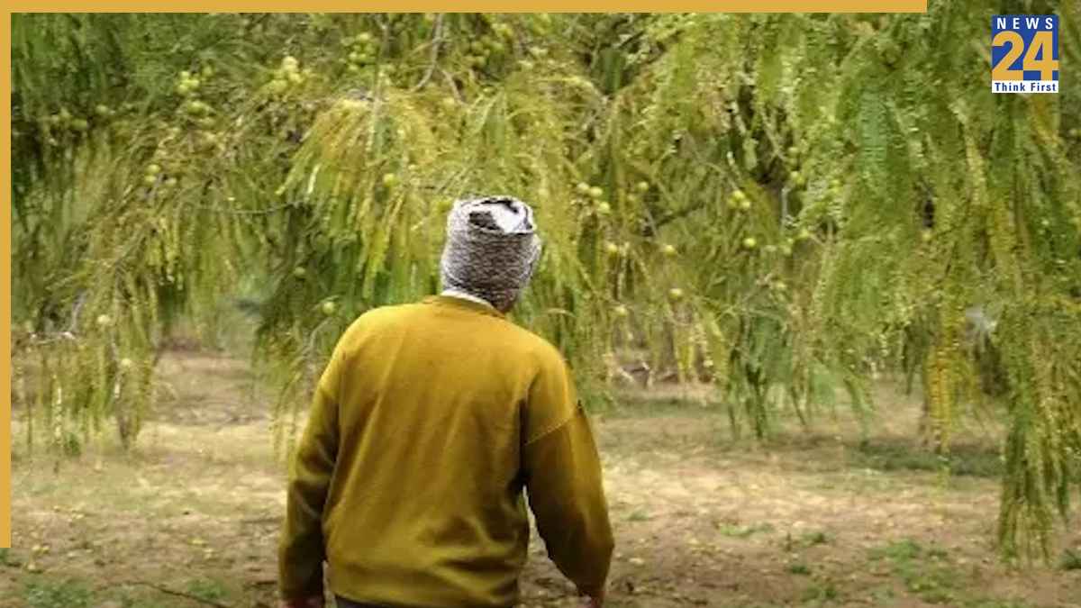 amla farming