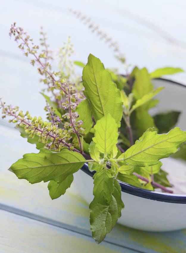तुलसी पत्तियां: शुद्धता का प्रतीक