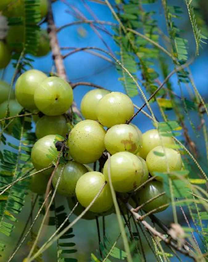 किसानों के लिए रोल मॉडल
