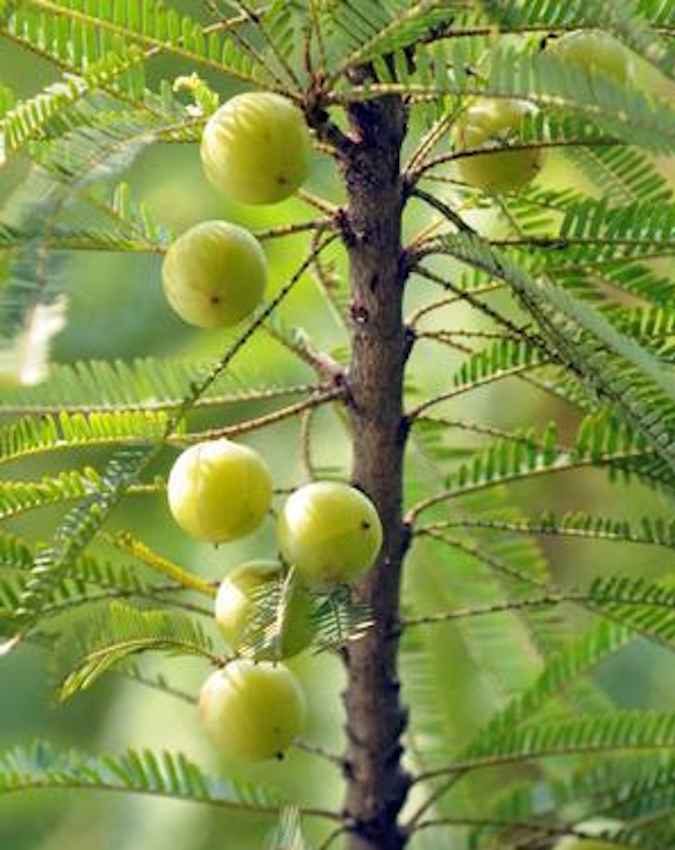 अपनी प्रोसेसिंग यूनिट और ब्रांडिंग