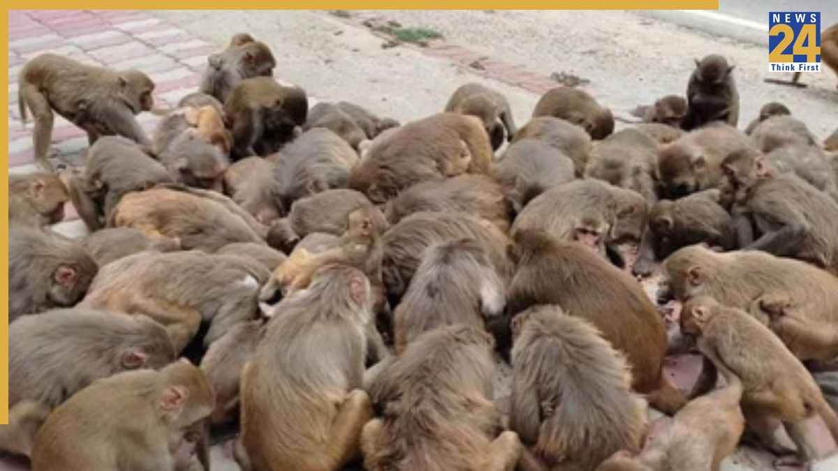 'एक बंदर पकड़ो, 600 रुपये कमाओ', इस राज्य में लॉन्च हुई अनोखी स्कीम; जानें क्या है पूरा मिशन