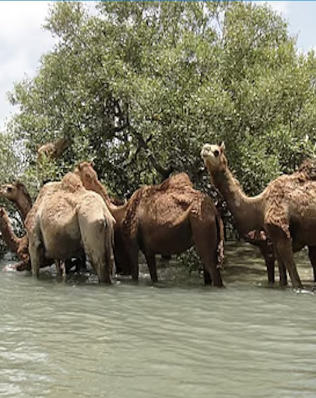 Most rivers in India district, Kutch 97 rivers, Gujarat River facts, General Knowledge India, Kutch GK Update-1-2-3-4-5