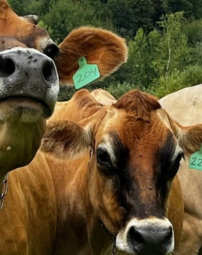 Non veg milk, India US Trade Deal, Blood Meal, Dairy Products Import, Bovine Spongiform Encephalopathy-1-2-3-4-5