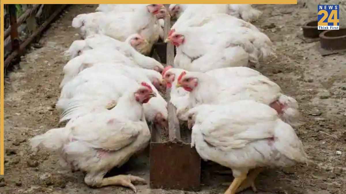 poultry farming