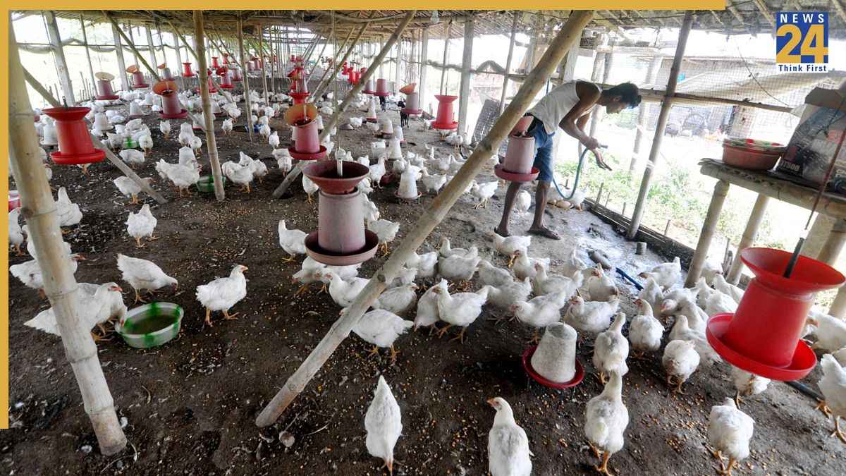 poultry