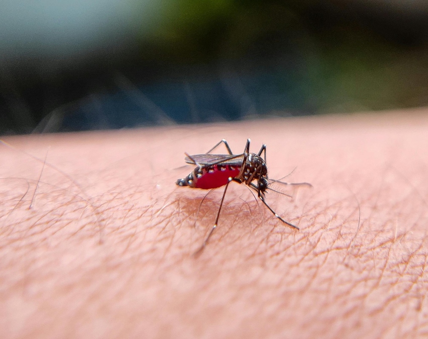 Brain Malaria Symptoms-1-2-3-4-5-6-7-8