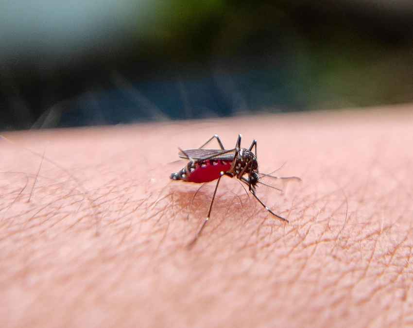 क्या सिर्फ बरसात में ही बढ़ता है मलेरिया? 