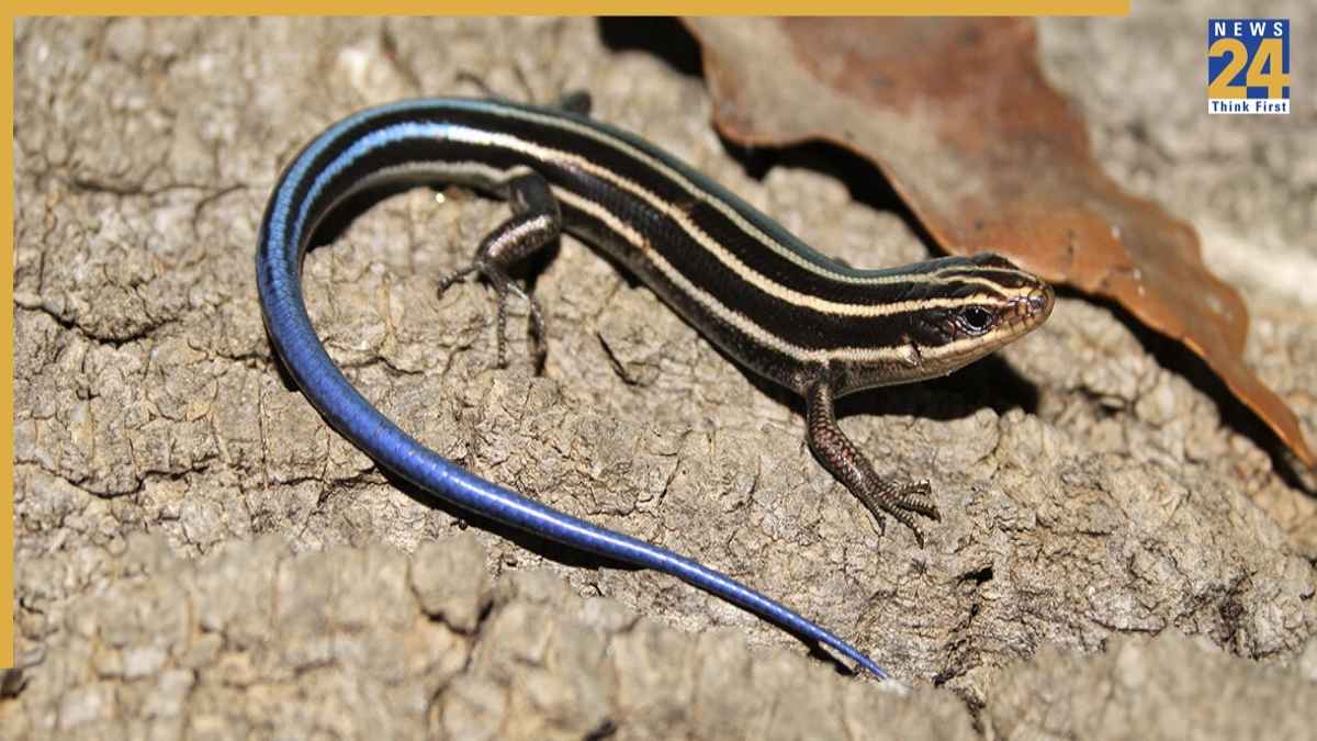 skink sanp ki mausi