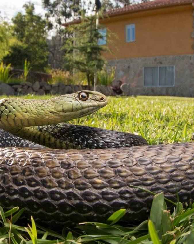 क्या आपके घर का गार्डन बन सकता है सांपों का बसेरा?