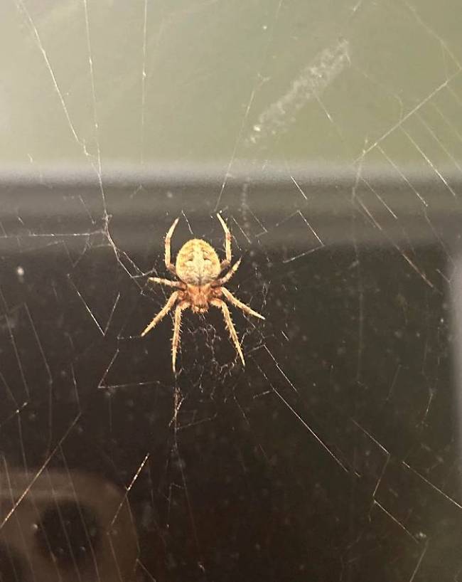 Spider-Web-Vastu-1-2