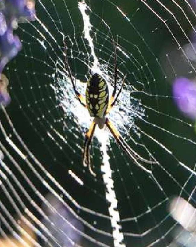 Spider-Web-Vastu-1-2-3