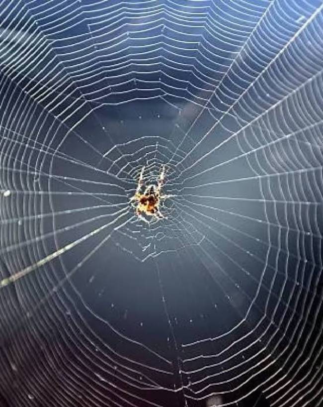 Spider-Web-Vastu-1-2-3-4-5