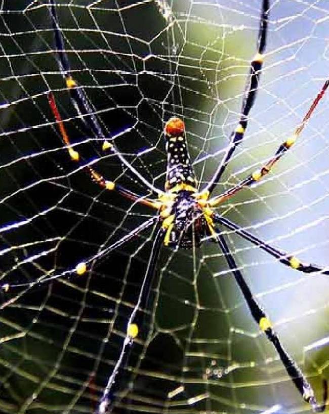 Spider-Web-Vastu-1-2-3-4