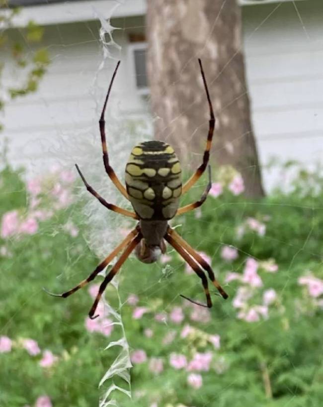 Spider-Web-Vastu-1-2-3-4-5-6