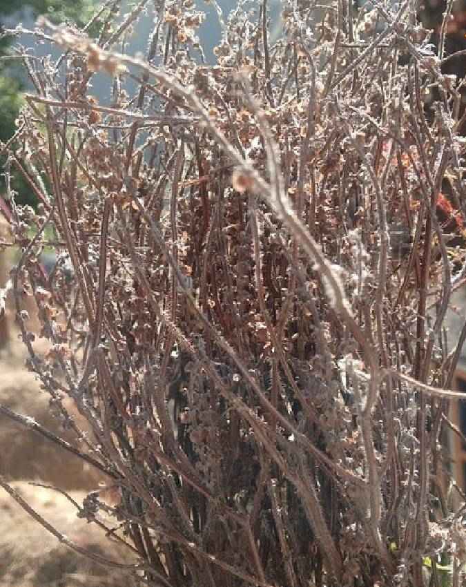 तुलसी को हरा रखने के धार्मिक नियम