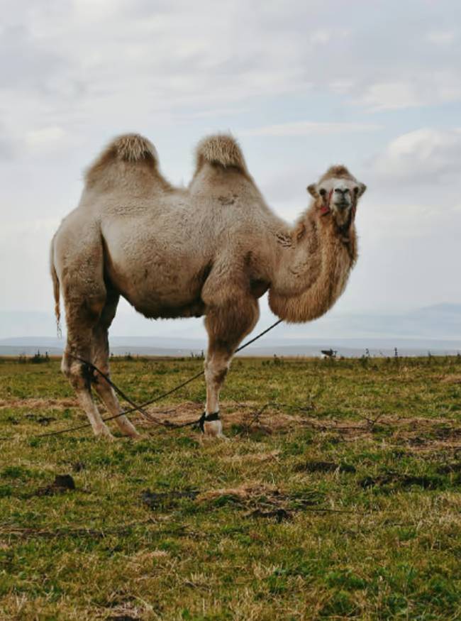 two humped camels-1-2