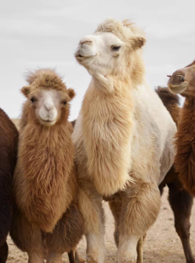 two humped camels-1-2-3-4-5