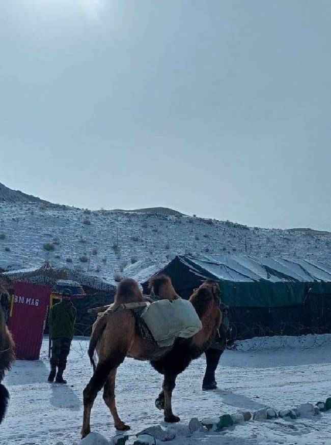 सेना में क्या हैं 2 कूबड़ वाले ऊंट