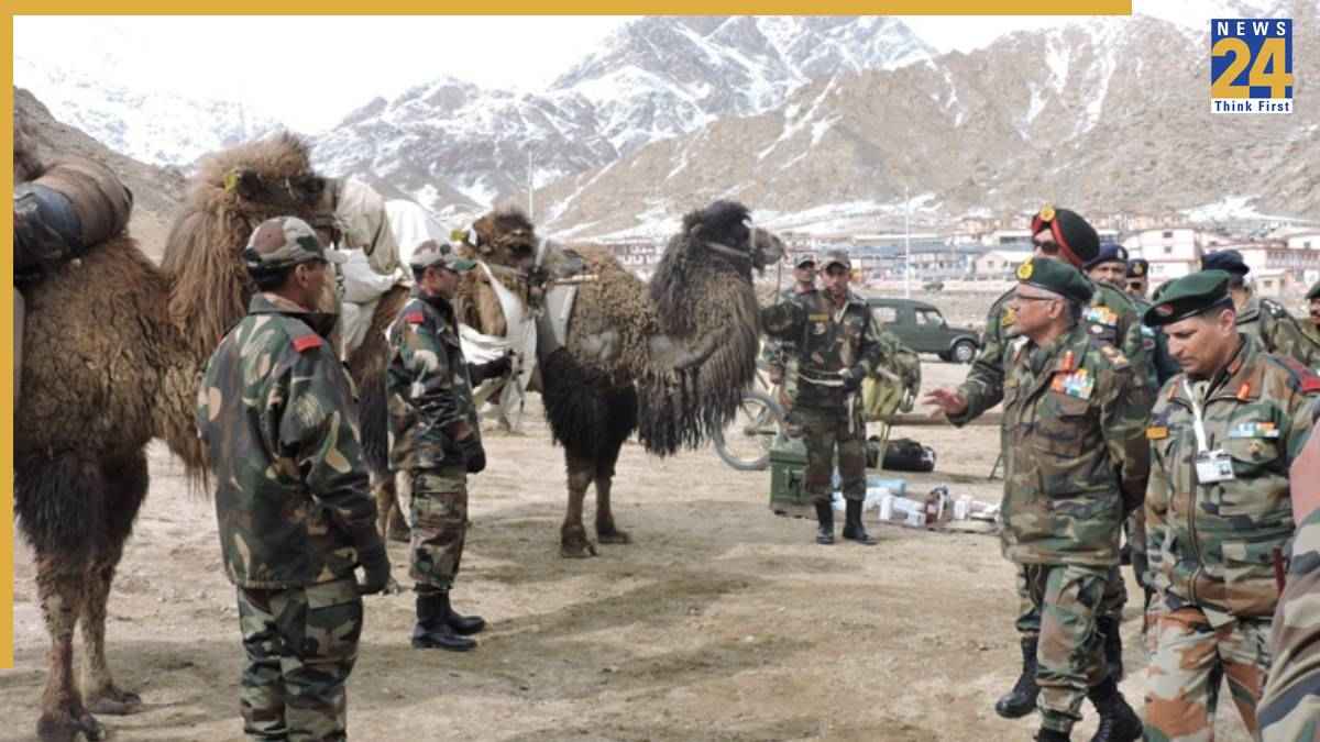 two humped camels