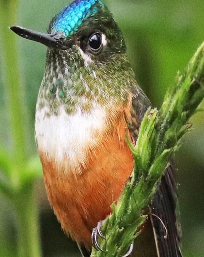 unique humming bird-1-2