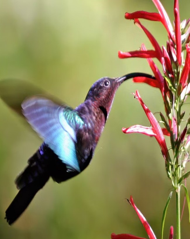 unique humming bird-1-2-3