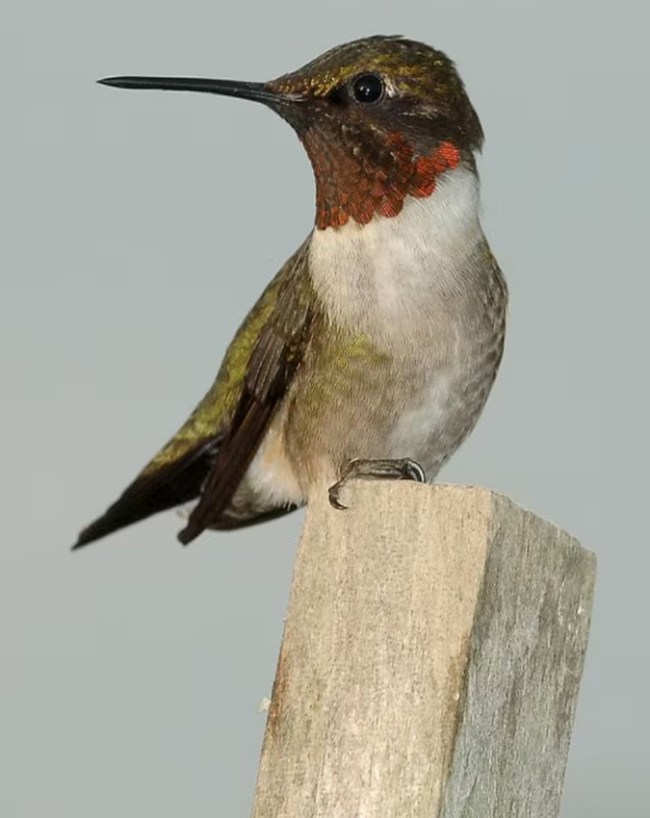 unique humming bird-1-2-3-4