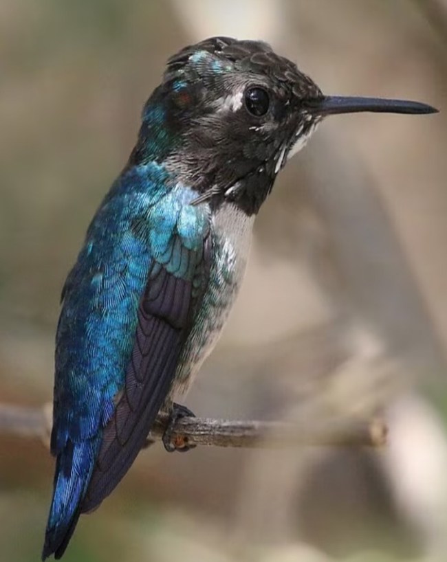 unique humming bird-1-2-3-4-5